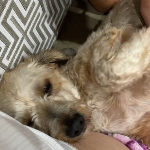 Meet your Posher, Serynna